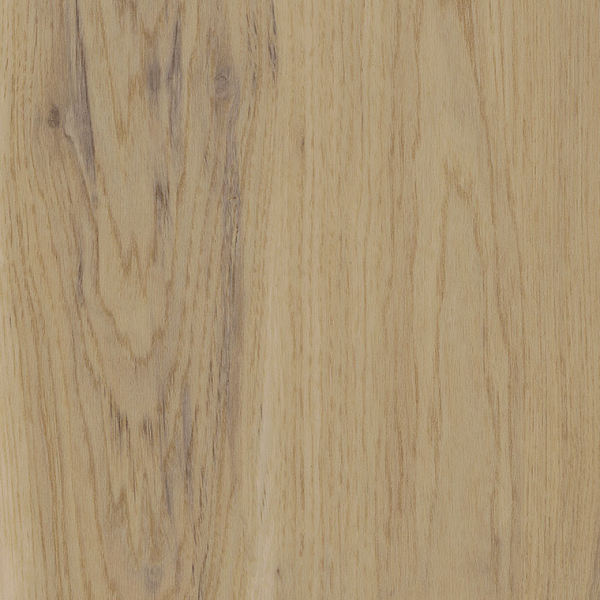 Canopy Oak SS5W1020